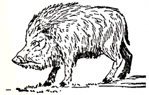 Collier's_1921_Hog_Wild_Boar